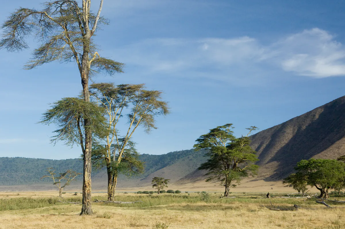 Fever trees below the Ngorongoro Crater wall