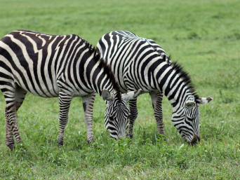 zebra in Masai Mara Kenya