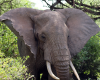 Elephant of Lake Manyara
