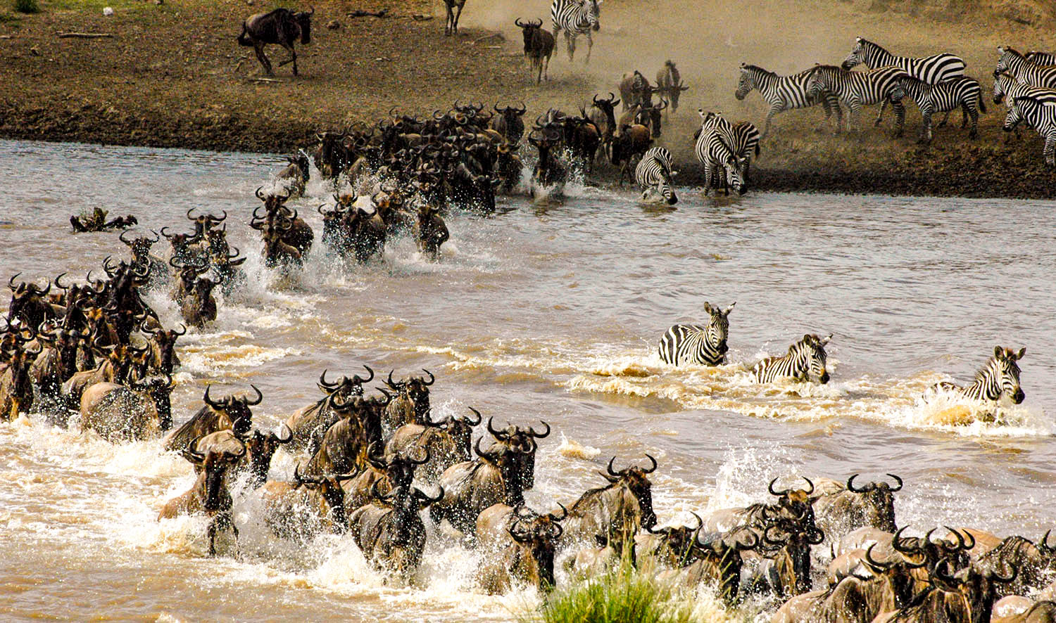 The Great Wildebeest Migration | Best Time to Vist Serengeti