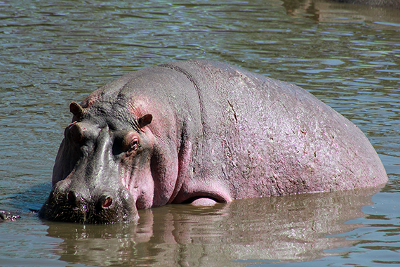 hippo lake