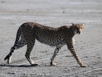 Karibu Africa Safaris: Cheetah walking