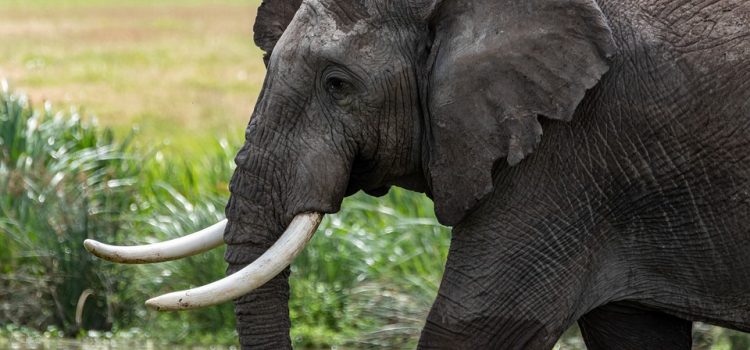 what is the elephant population in africa