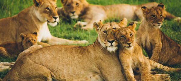 interesting facts about lions