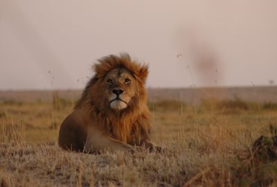 pulation of lions in africa
