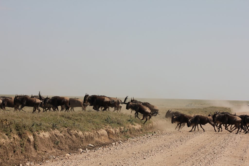 what time of the year is the wildebeest migration