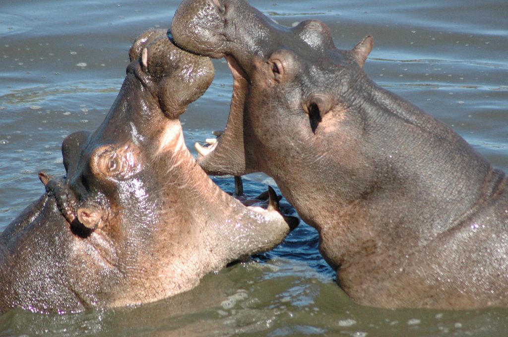 are hippo the most dangerous animal in africa